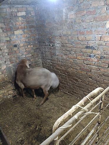 Продам с/х животных: Продаю | Баран (самец) | Для разведения — 6
