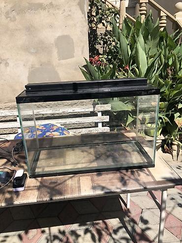 zavod akvariumu: Dördbucaq akvarium, Boş, 90 l — 4
