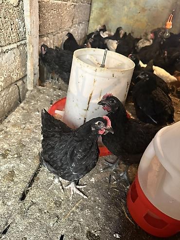 Toyuqlar: Toyuq, Australorp, Damazlıq — 5