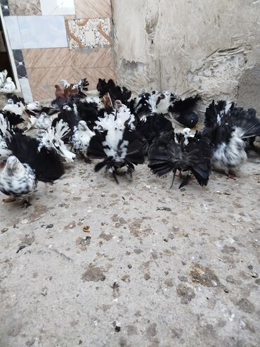 Göyərçinlər: Salam aleykum.Pavlin göyərçinləri satılır.Pavlinlərin sağlamlığına — 5