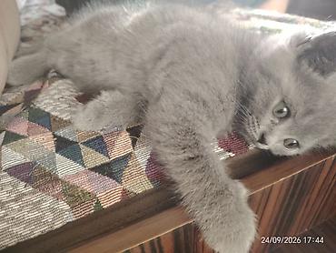 Кошки: Шотландская, Самец — 3