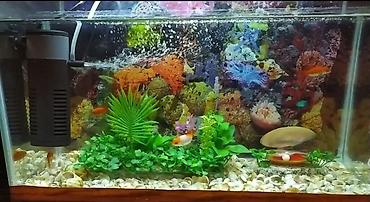 akvarium qiymetleri: Qızıl balıq, Sülhsevər — 4
