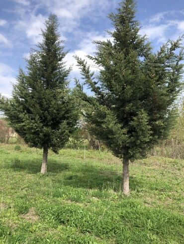Şitillər: Dekarativ agaclarin satiwi istenilen novde istenilen olcude var elave — 15