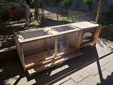 akvarium xırda balığı: Tecili qefes satilir 2 ededdi balaca qefes 30 manata boyuk qefes — 4