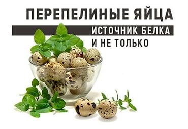 Бөдөнөнүн эти: Продаю перепелинное инкубационное яйцо 8, диетическое яйцо 5 сом. мясо — 1