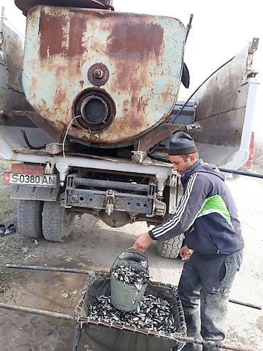 кукуруза на попкорн: Малек сигалетка толстолобика карпа и Белова Амура Оптом в большом — 5