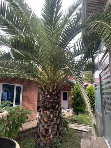 кольцевая лампа в баку: Uzunluğu 2.35cm Dekorativ xurma palmisi (Phoenix canariensis) - Güclü