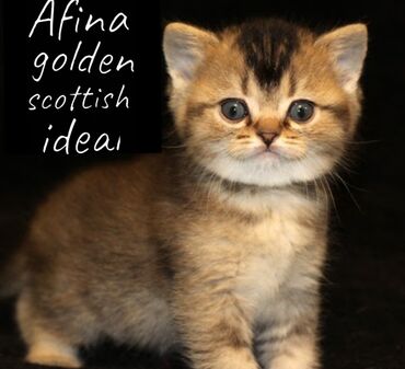 Коты: Питомник Afina Golden Scottish Idel предоставляет ЧИСТОПОРОДНЫХ