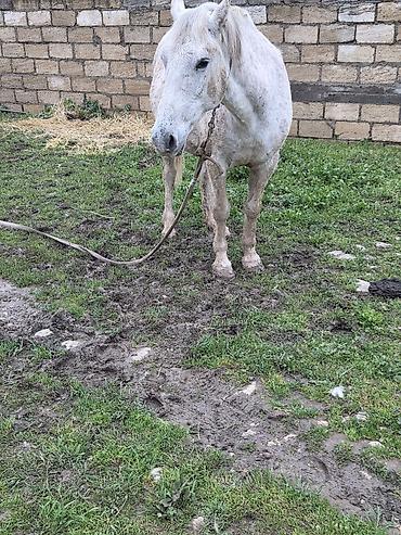 Atlar: Dişi, il: 7 — 14