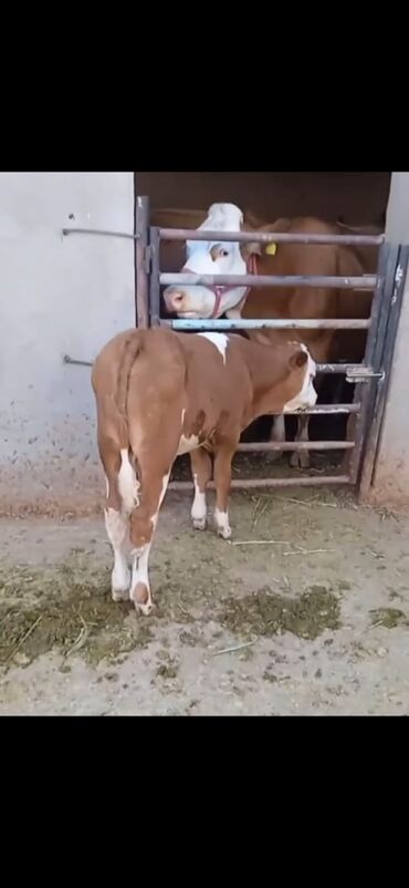 купить собаку в баку: Simmental cinsli dana - Rəng: qırmızı-ağ, başı tam ağ, bədəndə ağ