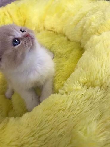 Pişiklər: Britan qıvrıqqulaq (Scottish Fold) balası - Cins: Scottish Fold — 6