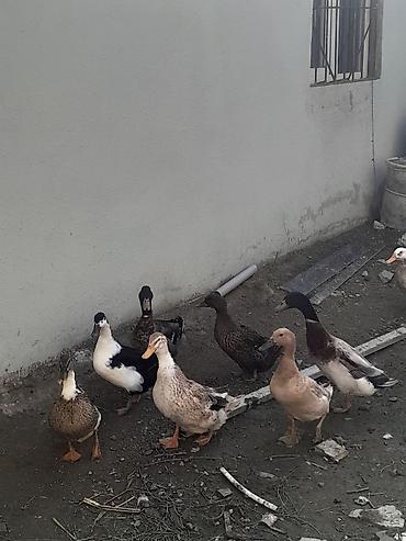 bocek satışı: Satış: ördəklər (qarışıq rəng və cinslər) Məhsul təsviri: - — 1