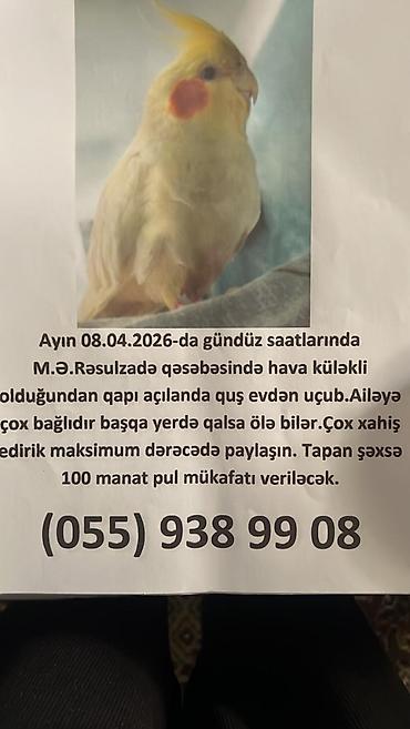 Quşlar: Digər quşlar — 1