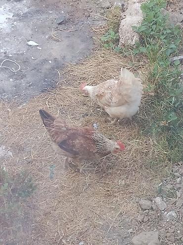 meşə toyuğu: Ünvan bine savxoz yumurtlayan toyuqlardi 20 manattan verirəm xoroz — 1