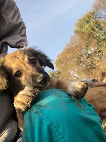 Отдам даром собаку: Щеноки бардер-колли, среднего размера . умные,домашние,мальчики.6 — 8