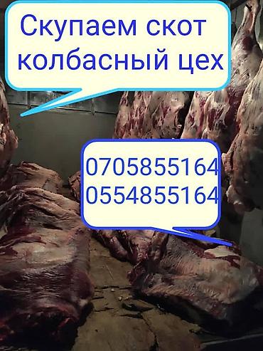 колбасный: Частное лицо, Колбасный цех : Коровы, быки, Лошади, кони, | Круглосуточно, Любое состояние, Забитый — 3