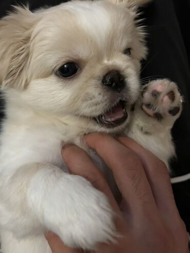 Gəmiricilər: 3 aylıq 2 baladı daşıma qabı, yemək qabı üstündə veriləcək tək təkdə