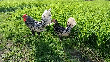 broyler cuce satisi: Toyuq, Damazlıq — 1