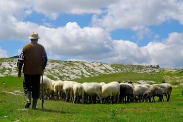 чабана: Требуется Пастух, Оплата Ежемесячно