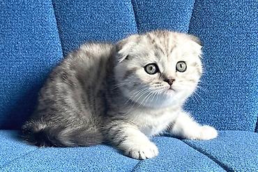 Pişiklər: Şotland yastı qulaq, Erkək, Dişi, Yaxşı əllərə, Ünvandan götürmə, Pulsuz çatdırılma, Ödənişli çatdırılma — 7