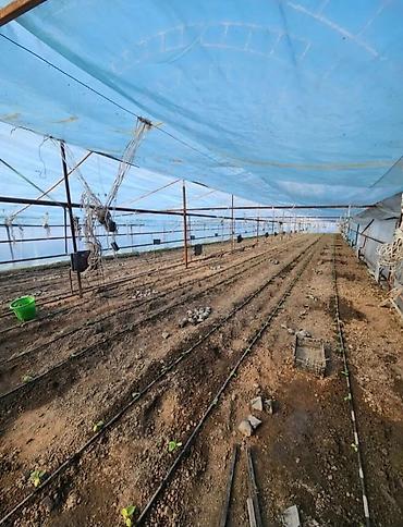 Теплицы: Продается теплица. Действующий тепличный комплекс земельным участком 3 — 4