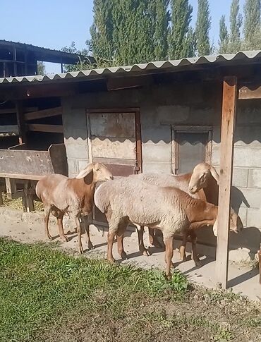 купить овчарку немецкую: Продаю | Баран (самец) | Арашан | Для разведения