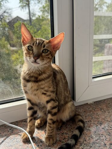 абессинская кошка: Бенгальская, 3 месяца, Девочка, Золотая шиншилла, Приучена к лотку, Проглистована, С прививками