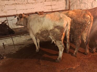 Inəklər, öküzlər: 3 de qisir iney 4850 ze deyirem kom satilir tekliyende qiymet ferqli — 12