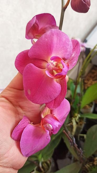 Орхидеи: Орхидея фаленопсис Особенности: - Крупные цветки классической формы — 7