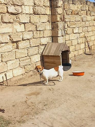 İtlər: Cek rassel teryer, 2 il, Dişi -da lalafo.az — 2 İtlər: Cek rassel teryer, 2 il, Dişi — 2