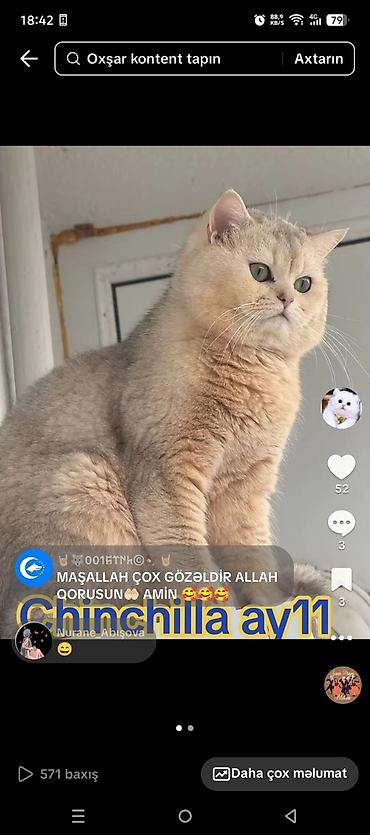qusar heyvan satışı: Erkək, Cütləşmə üçün, Ödənişli çatdırılma, Ünvandan götürmə — 9