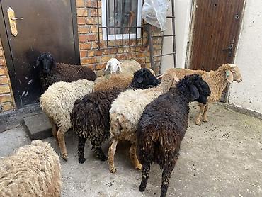 Баран, овца: Продаю | Овца (самка) | Для разведения — 5