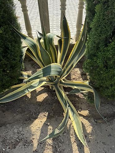 tikanlı bitkilər: Agave americana ‘Variegata’ – dekorativ sukulent - Növ: Agave — 3