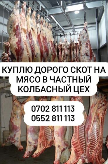 продажа коня: Куплю | Лошади, кони | Любое состояние, Забитый