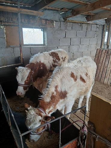 Коровы, быки: Продаю | Тёлка | Полукровка | На откорм | Привязанные — 13