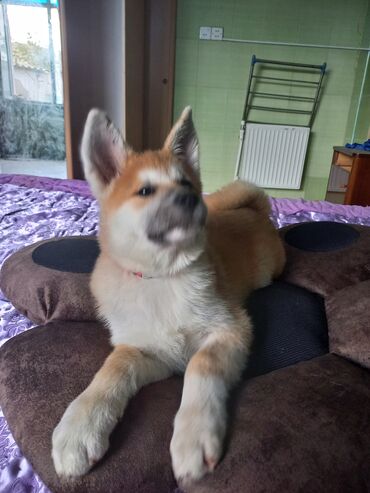 guclu itler: Akita-inu, 3 ay, Erkek, Peyvəndli, Pulsuz çatdırılma