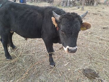 Коровы, быки: Продаю | Бык (самец) | На откорм | Племенные — 7