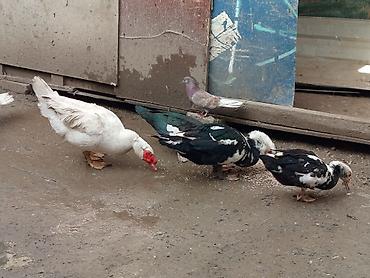 Ördəklər: Kom şeklinde SATLİR Erkey 2 denedi 10 dişi di tecılı satlir erkeyler — 9