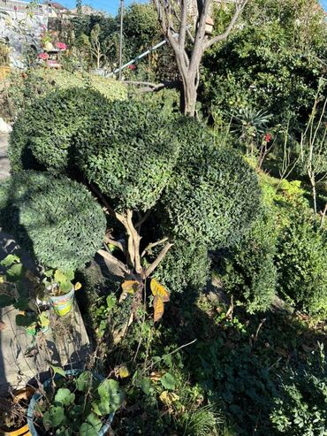 Şitillər: Şimşir tingləri satıram. Onlar dekorativ haşiyələr, hedcinqlər və — 2