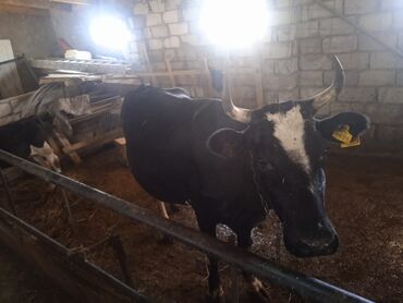 sudluk inekler v Azərbaycan | İnəklər, camışlar: Balalı İNƏK