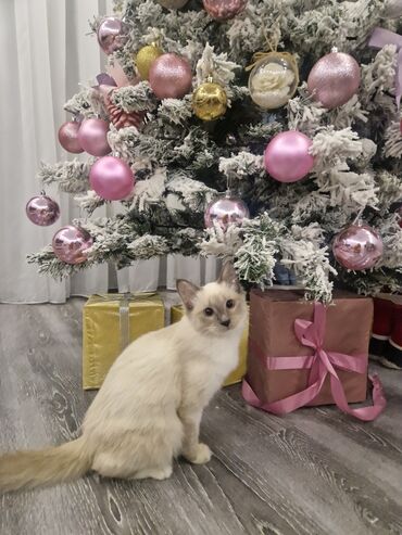 Pişiklər: Dişi, Pulsuz çatdırılma — 10