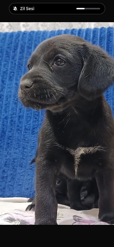koker spanyel: Koker spaniyel, 1 ay, Pulsuz çatdırılma — 3