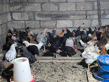 kənd cuceleri: Toyuq cücələri, Damazlıq, Ödənişli çatdırılma — 2