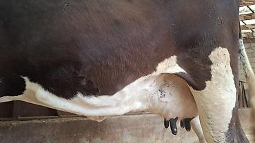 Коровы, быки: Продаю | Корова (самка) at lalafo.kg — 5 Коровы, быки: Продаю | Корова (самка) — 5