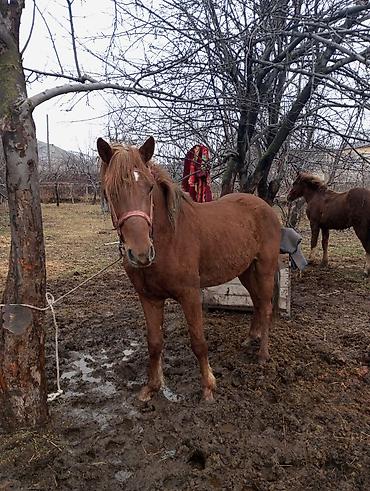 Лошади, кони: Продаю | Конь (самец) | Рабочий — 5
