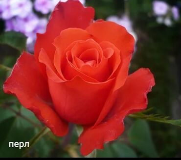 Şitillər: Məhsul: Bağ bitkiləri və meyvə fidanları seçimi - Hibiskus (Rose of — 42