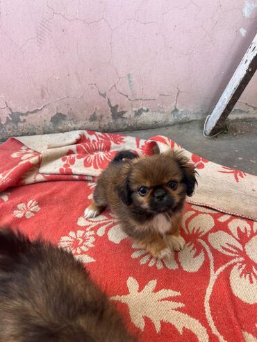 pekines itləri: Pekines, 1 ay, Erkek