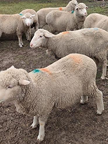 Баран, овца: Продаю | Овца (самка), Ягненок, Баран (самец) | Меринос — 9