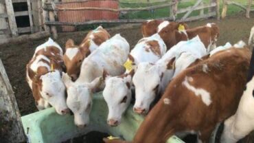 попугаи карелла: Сатам | Уй (ургаачы), Бука (эркек), Кунаажын | Бельгия, Ангус, Герефорд | Бордоп семиртүү үчүн, Сүт алуу үчүн, Союуга | Асыл тукумдуу