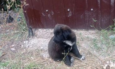 машинка для стрижки собак: Ит бекер берилет: Жөнөкөй ит, 2 айлык, Эркек